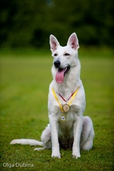 щенки овчарки от родителей чемпионов России!!!