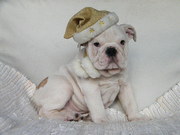 Продаются щенки Английского бульдога