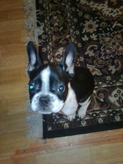 продаю щенка французского бульдога