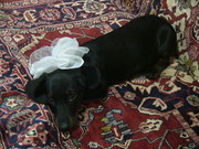 SOS Пропала собака-такса!!!