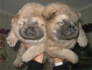 Продаются щенки чау-чау от родителей с хорошей родословной.