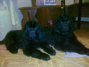 Щенки ньюфаунленда