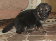 Продам щенка немецкой овчарки