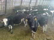 Продам 400 голов племенных бычков