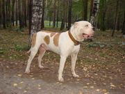 ЩЕНКА АМЕРИКАНСКОГО БУЛЬДОГА