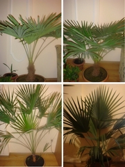 СРОЧНО ПРОДАМ!