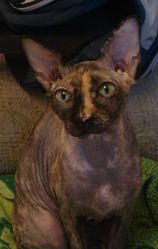 Дарю канадского сфинкса, кошка.