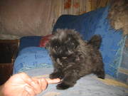 продам щенка карликового шпица. мальчик 2 месяца