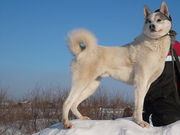 Западно-Сибирская Лайка