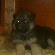 щенки вост-европейской овчарки