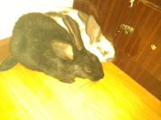 продам крольчат помесь бабочка шиншила