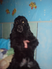 Щенки Англиского Кокер Спаниеля