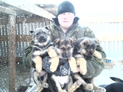 Щенки немецкой овчарки окрас чепрачный