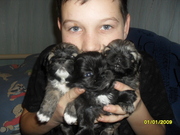 продам очаровательных щенков пекинеса