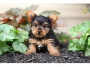 2 Йоркширский терьер