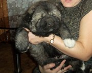 Будущий чемпион! Кавказец!