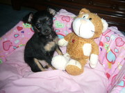 продам щенка той-терьера