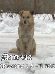 ! ! ! ! ! ! S . O . S . ! ! ! ! ! ! Ищем дом !!!!! Хотим в