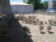 Африканские черные Страусы