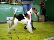 Фокстерьера щенки гладкого и жш