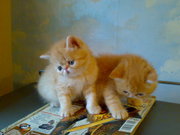 Продам КОТЯТ экзотической и персидской породы