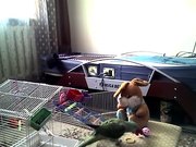 АЛЕКСАНДРИЙСКИЙ МОЛОДОЙ РУЧНОЙ