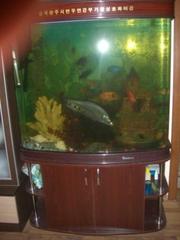 Продам заводской аквариум за 180 000тг, в подарок большие рыбы и пр.