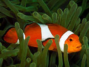 Продам Красивых аквариумных рыбок не дорого