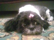 СТРИЖКА СОБАК И КОШЕК С ВЫЕЗДОМ НА ДОМ(без наркоза)