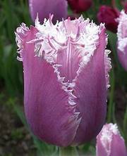 Тюльпаны к 8 марта оптом