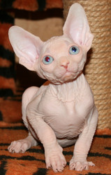 канадские сфинксы в Алматы Казахстан питомник Silvia