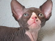 канадские сфинксы