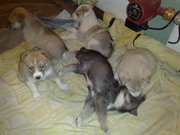 Западносибирская лайка