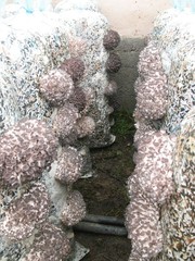 мицелий вешенки