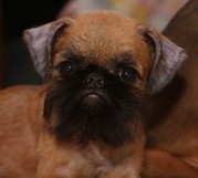 продам щенки гриффона