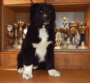 Среднеазиатская овчарка