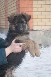 Продам щенка немецкой овчарки