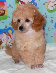 щенок той (карликового) пуделя