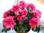 Продажа цветов к 8 марта