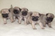 Щенки МОПСА на продажу