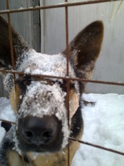 Немецкая овчарка, кобель, на вязку