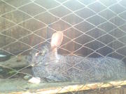 Продажа домашних кроликов