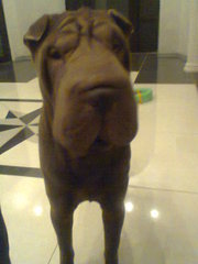 Отдам в добрые руки шарпея