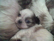 продам щенков ши-тцу, суки, окрас : золото с белым.