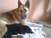 Немецкой овчарки щенки продаются