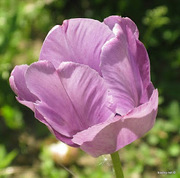 Замечательный тюльпаны для наших любимых!!!