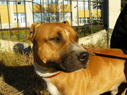 Срочно продам Питбуля