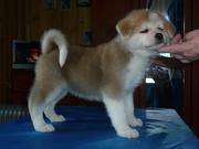 Акита ину перспективные щенки