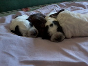 Щенки русский спаниель