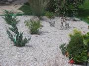 Комнатные И Садовые Цветы, Более 600 Видов( Цветочный Питомник